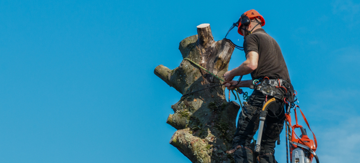 tree dismantling Wrose